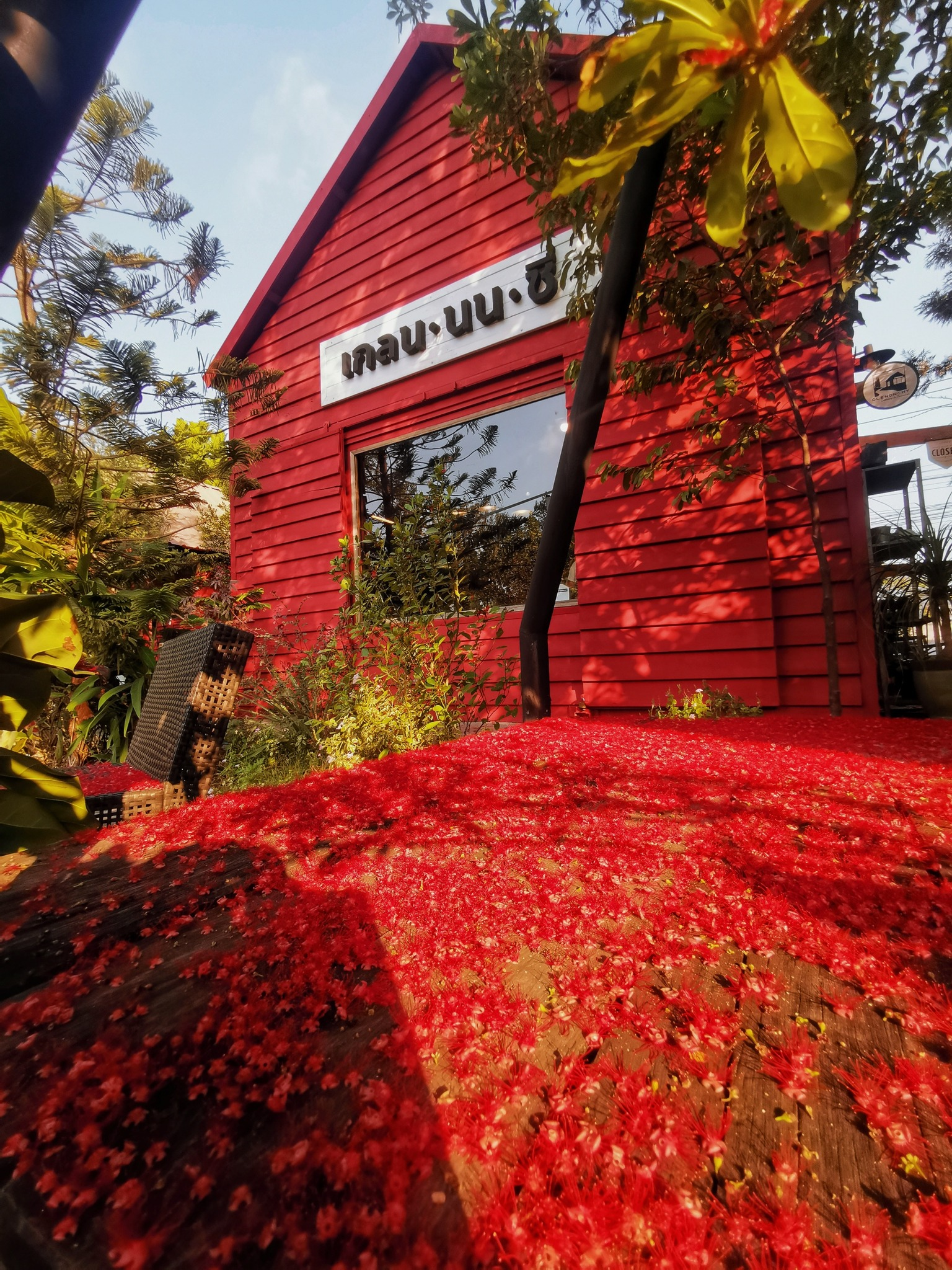 Red petals and the barn